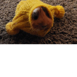 Maiapuss