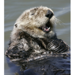 Otter Gang >:D