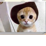 El gato/Cat group