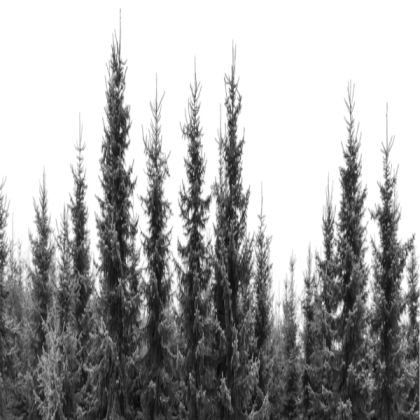 trees and bushes background Roblox decal