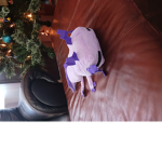Axolotl Clubb!