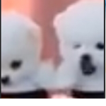 KartoonPups