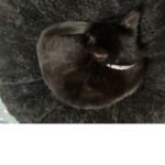 My cat angel