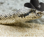 Vipers fan group