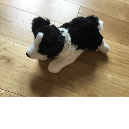 border collie fights New wepons