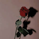 French Rosez