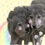 wolf training !!
