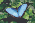 #BUTTERFLY_GIRLS