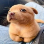 AlgoPup