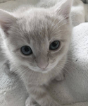 gatoᅠ