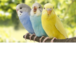 Birds of the feathers