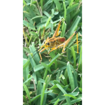 Jerry The Grasshopper Fan Group