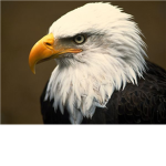 Eagle Master