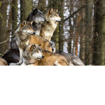 WolfPackz