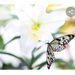 Easter Lilies
