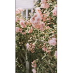 Aesthetic clothing store for anyone :)