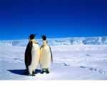 ~Madd Wadd Penguins~