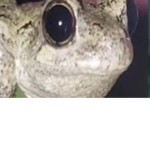 Team frogs that will be great