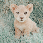 Ally...cubs