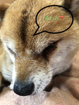 ごまけの豆柴はちとにゃっする相談室