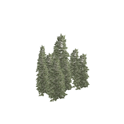 Background  PBR Forest