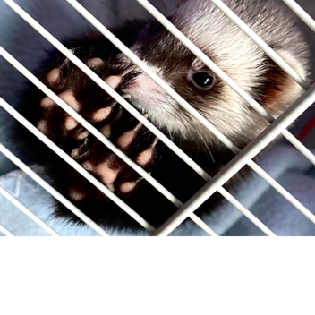 untitled society game