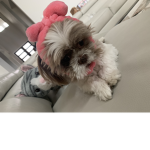 Bruno the baddie
