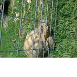 #turtleclub