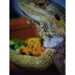 BEARDED DRAGON'S UNITED OFFICIAL!