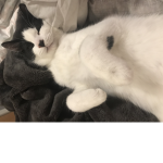 The kitty cat pod