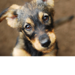 Puppy nation group