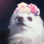 Temmie studio