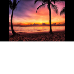 Palm Tree Stables