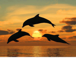 ~Squeaky Dolphins~