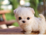 Dog fans and friends
