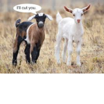 Goats= the greatest