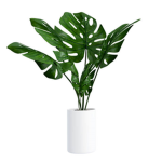 pootplant