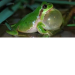 fr0og