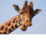 Jeraf Army