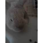 The proud and strong bunnies