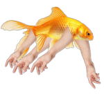 Fishy glen fan club
