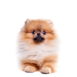 dog dogs