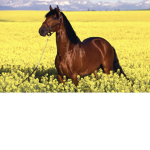 Horseeeefriends