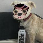 Lola dog
