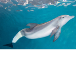 Clearwater marina aquarium