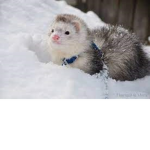 ferret_army