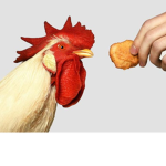 ChickenNugget inc
