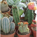 Teams cactus