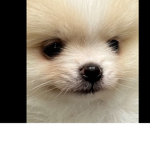 Pup Paul