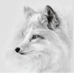 The White foxes and wolves